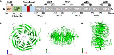 Two decades of a protooncogene TBL1XR1: from a transcription modulator to cancer therapeutic target
